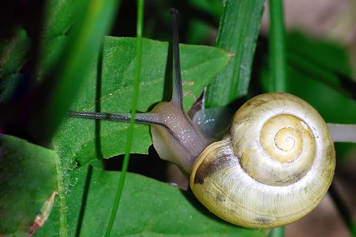 Identificazione cepaea nemoralis ?